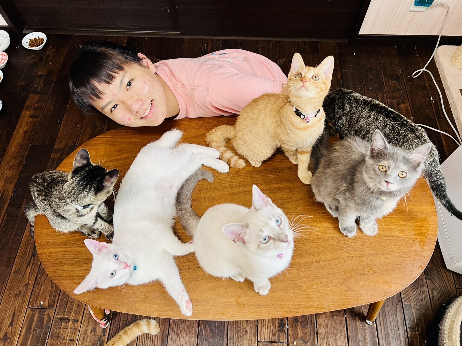 子猫園～ベルソー・デ・シャトンズ～保護猫たちのパネル展2023 - ふじ