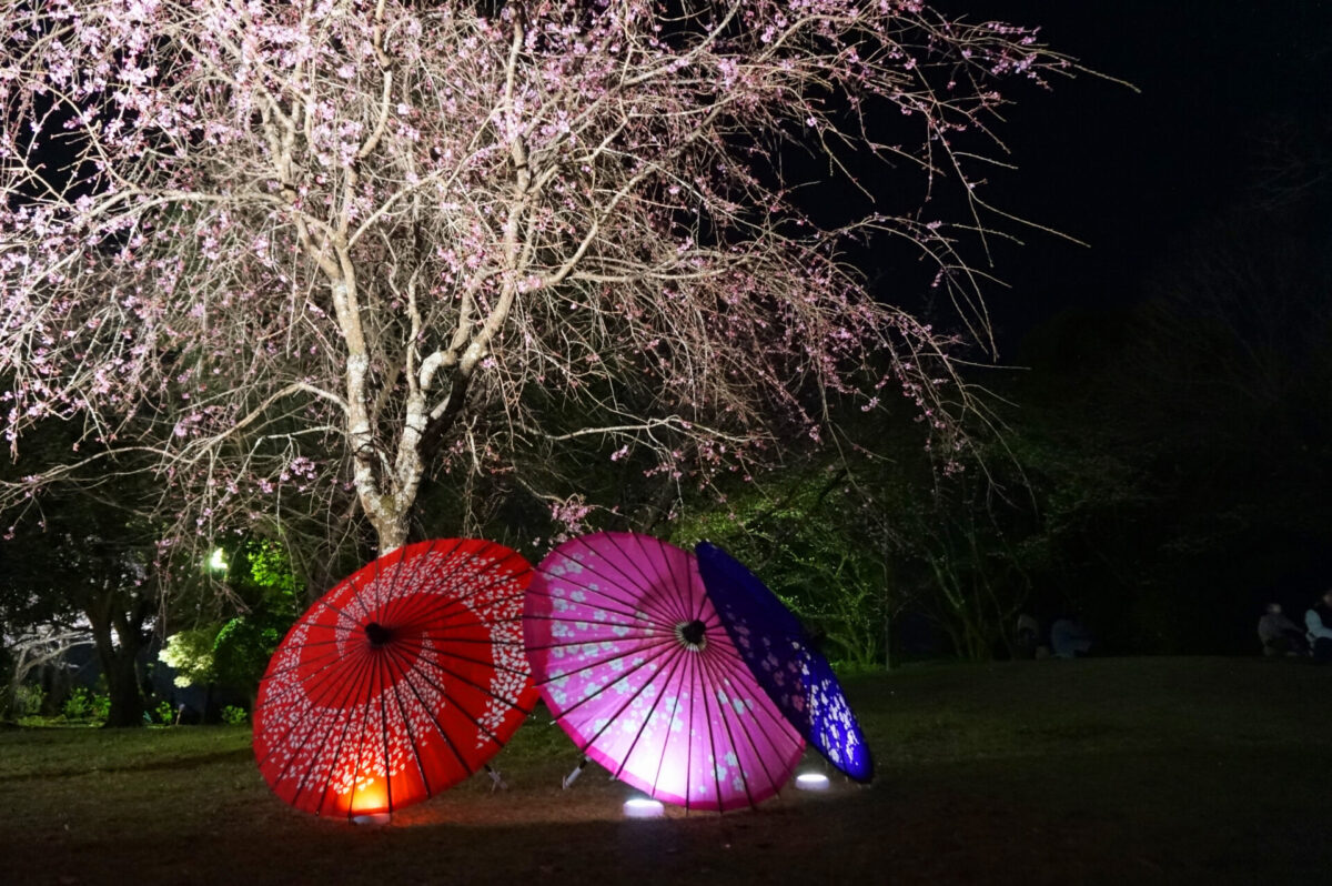 桜のライトアップと和傘の装飾